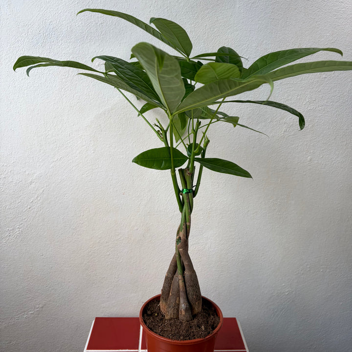 money tree rescue Pachira aquatica – Lucky Money Tree Houseplant – Plant Studio