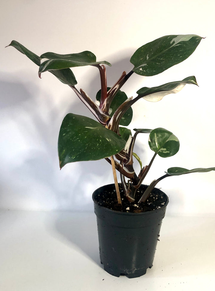 Philodendron White Knight
