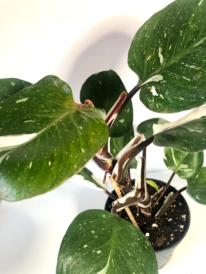 Philodendron White Knight