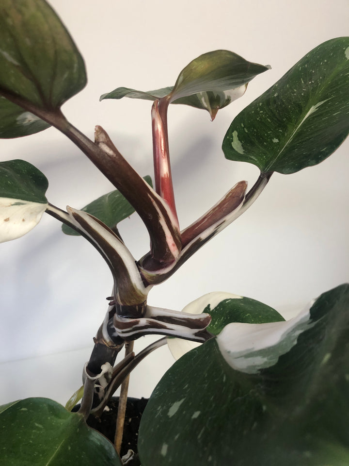 Philodendron White Knight