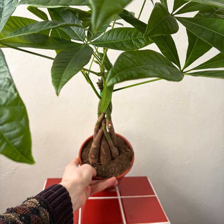 house plant with palmate leaves Pachira aquatica – Lucky Money Tree Houseplant – Plant Studio