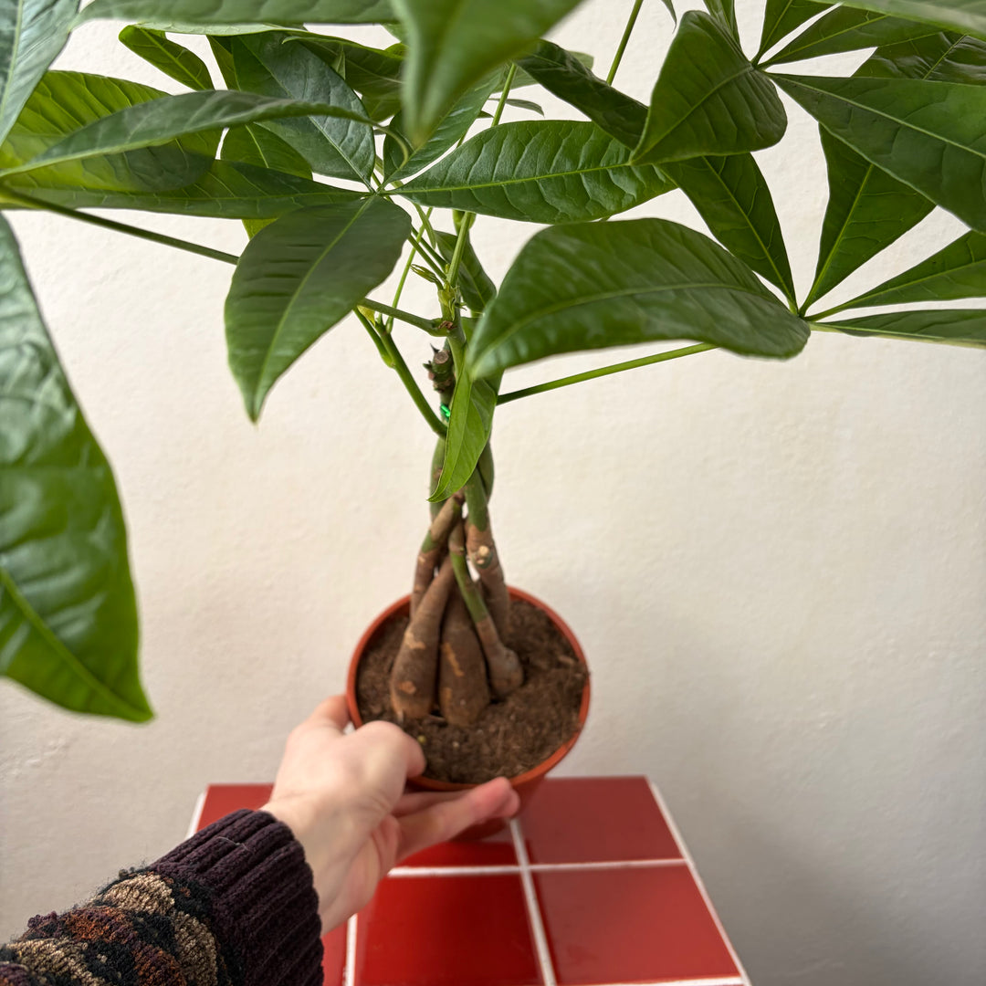 Pachira aquatica - Money Tree