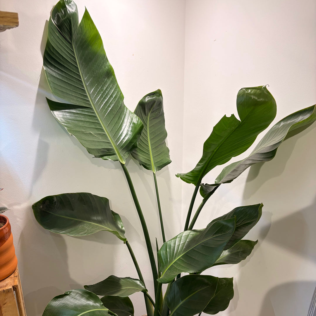 Strelitzia Nicolai - Bird of Paradise