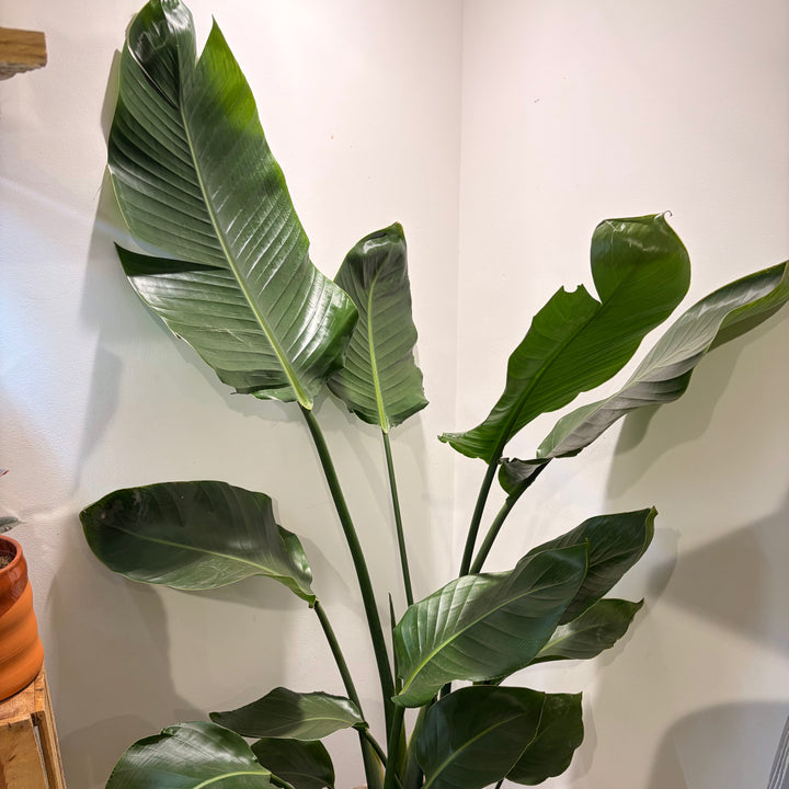 Strelitzia Nicolai - Bird of Paradise