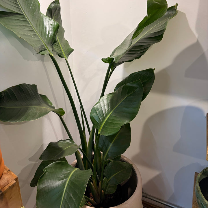 Strelitzia Nicolai - Bird of Paradise