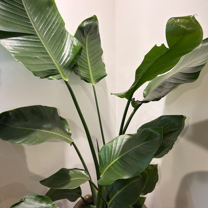 Strelitzia Nicolai - Bird of Paradise