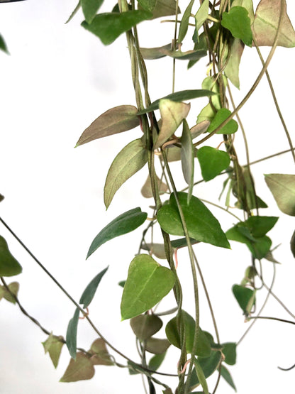 Ceropegia Linearis 'remy' - String of Spades