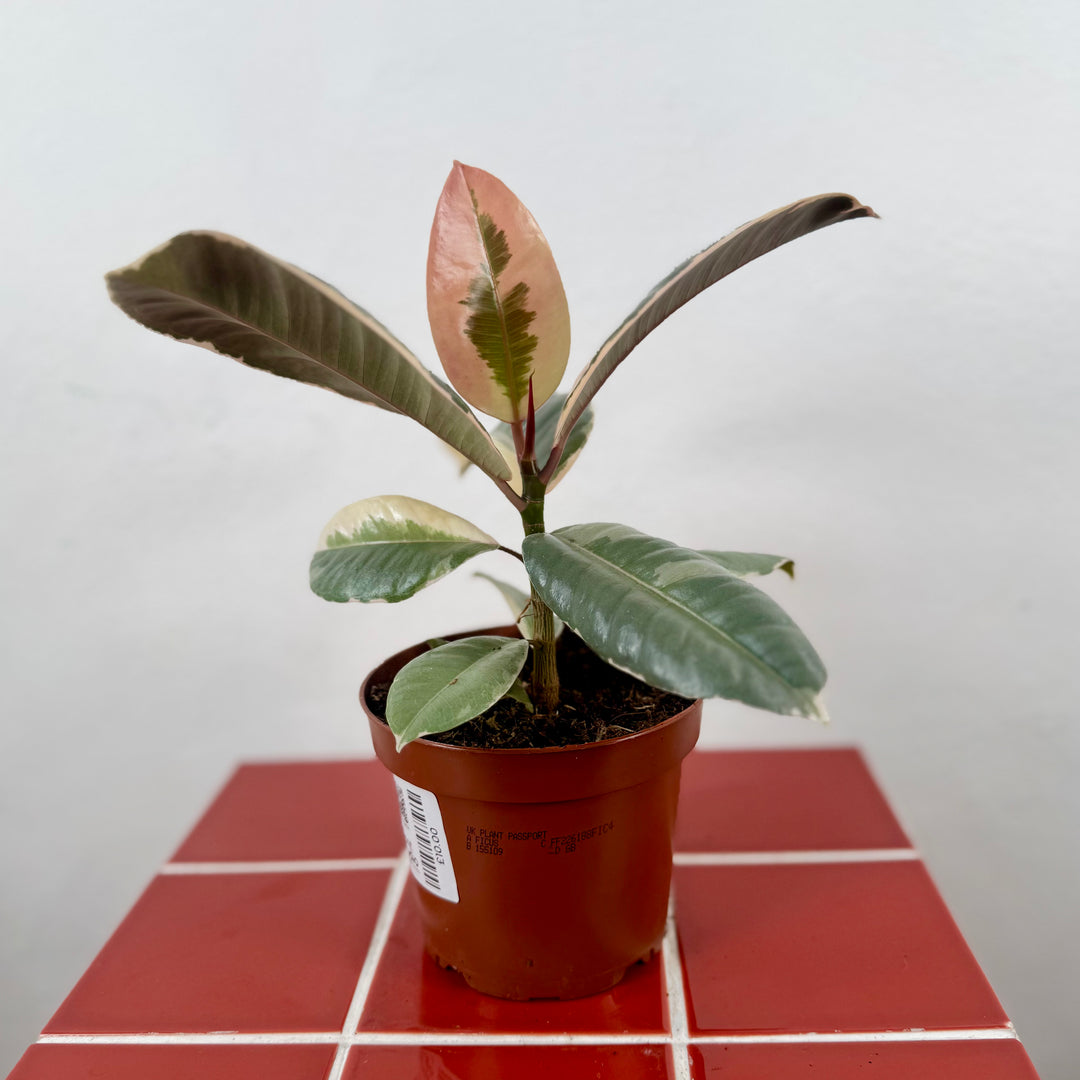 Ficus elastica ‘Tineke’ – Variegated Rubber Plant