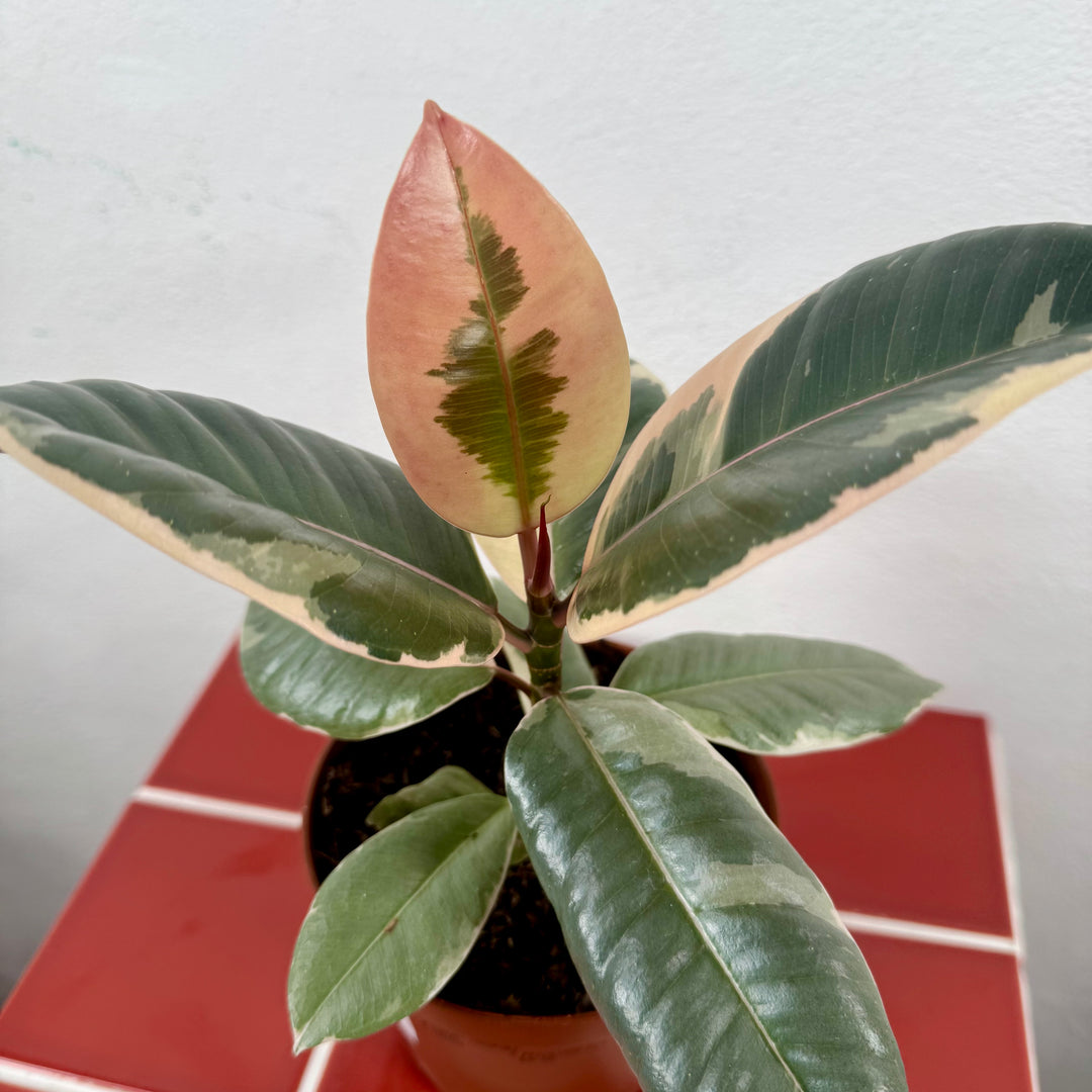 Ficus elastica ‘Tineke’ – Variegated Rubber Plant
