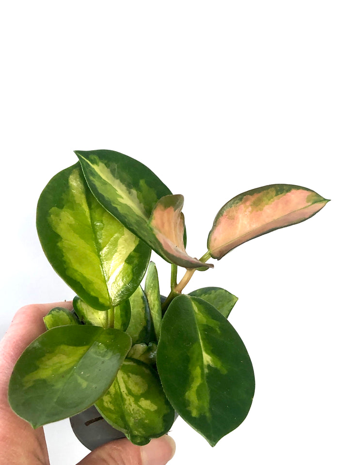 Hoya australis 'Lisa' - Wax plant