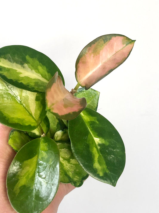 Hoya australis 'Lisa' - Wax plant