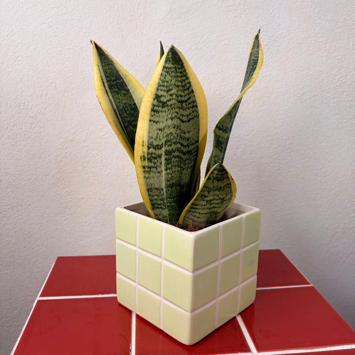 Cube Tile Ceramic Pot – 10cm