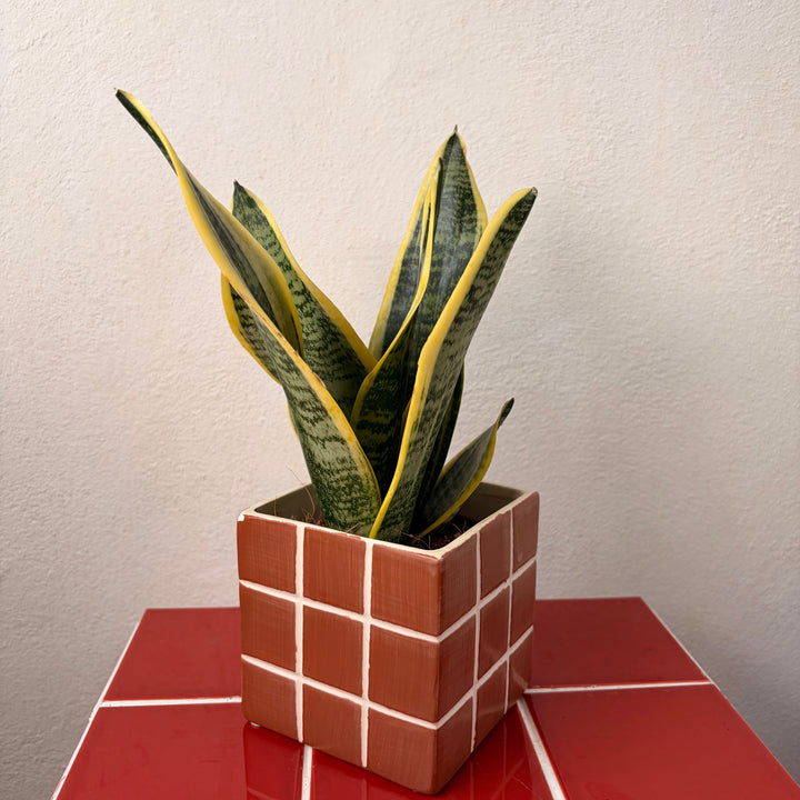 Cube Tile Ceramic Pot – 10cm