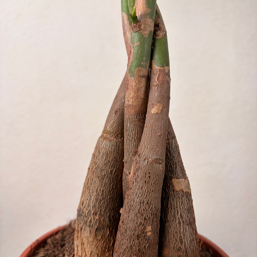 money tree plant roots Pachira aquatica – Lucky Money Tree Houseplant – Plant Studio