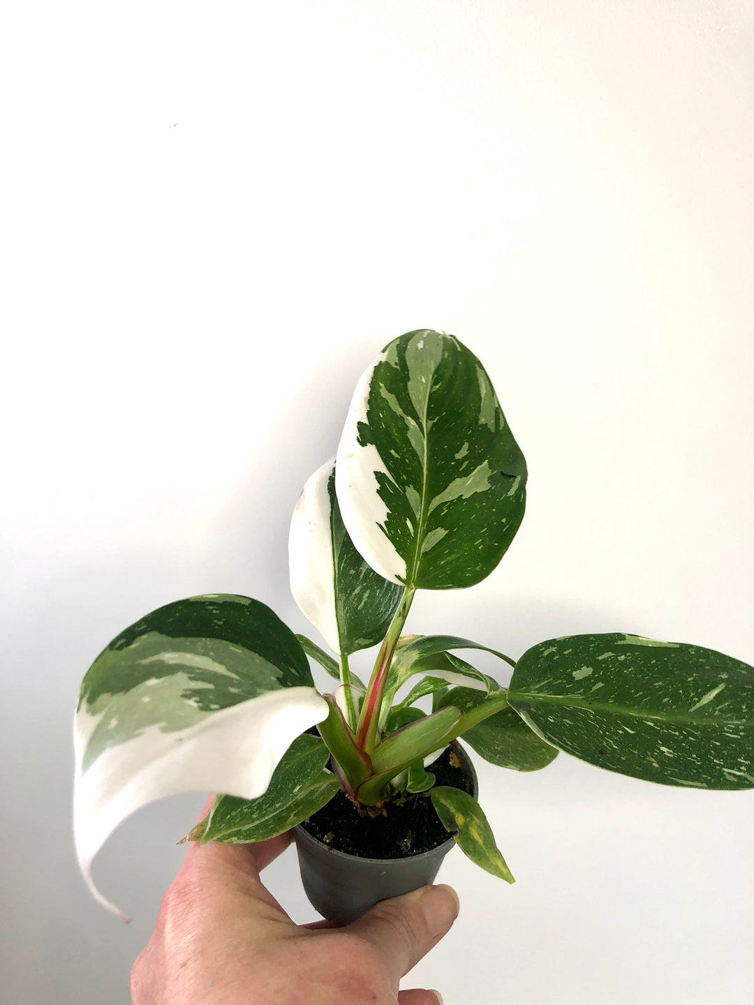philodendron white marble Philodendron White Princess – Plant Studio
