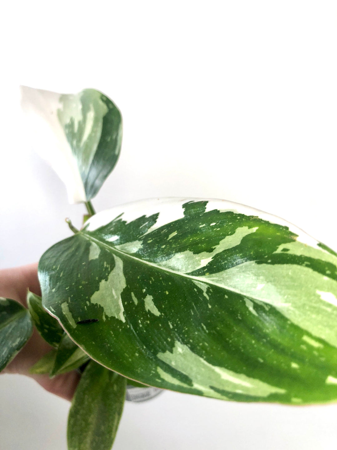 Philodendron White Princess