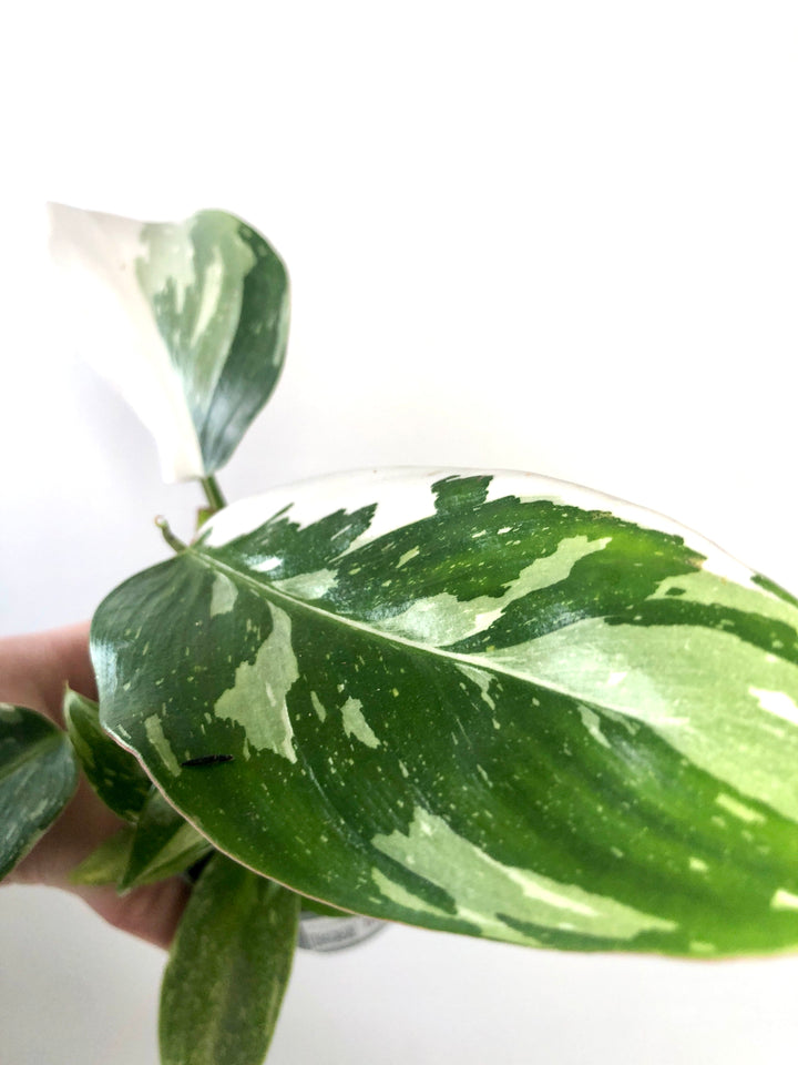 Philodendron White Princess