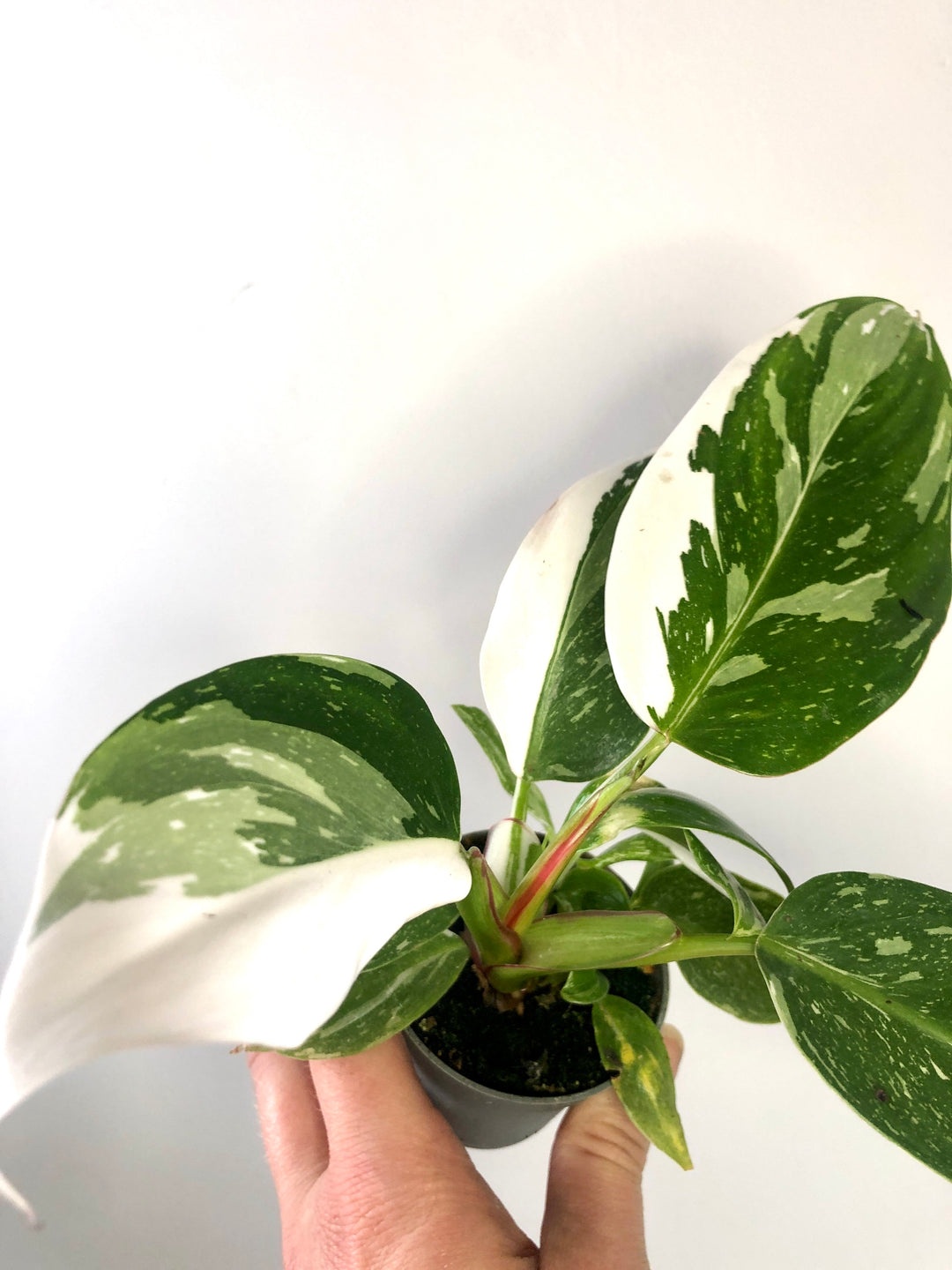 Philodendron White Princess