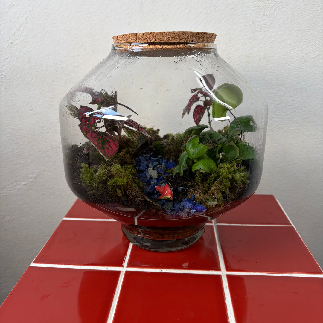 Plant.Studio  'Small Fish, Big pond' Terrarium