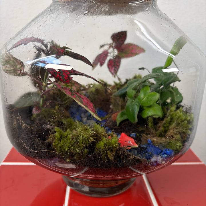 Plant.Studio  'Small Fish, Big pond' Terrarium
