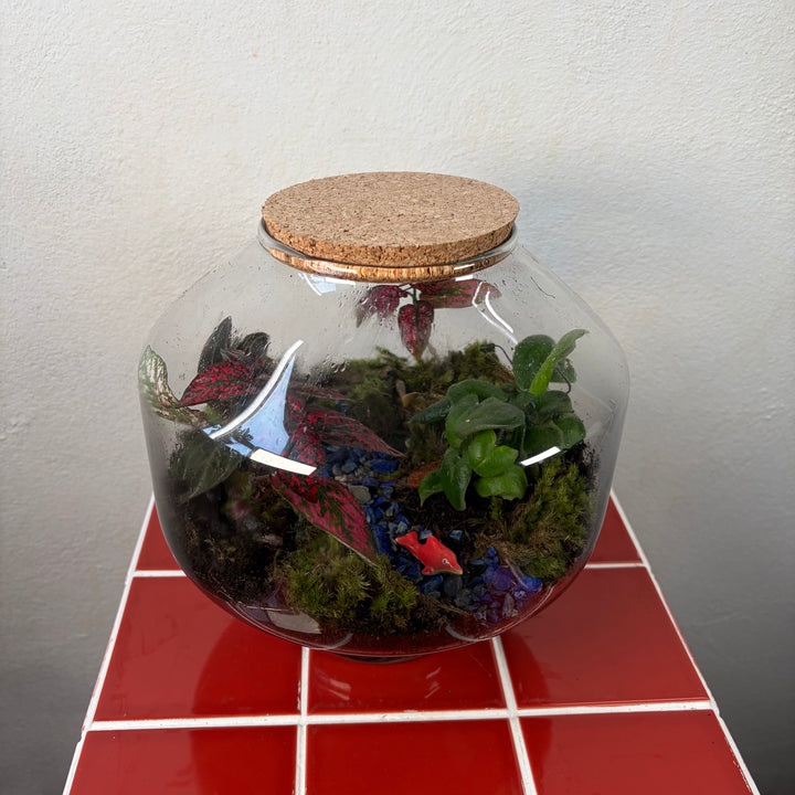 Plant.Studio  'Small Fish, Big pond' Terrarium