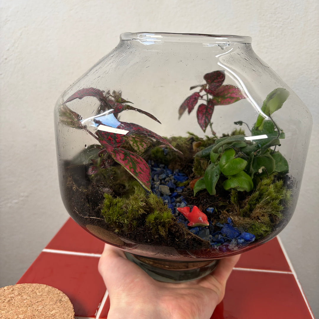 Plant.Studio  'Small Fish, Big pond' Terrarium