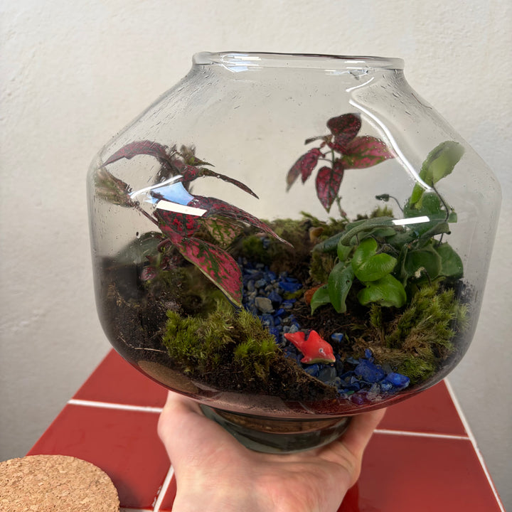 Plant.Studio  'Small Fish, Big pond' Terrarium