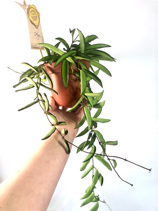 Hoya Wayetii - Wax Flower