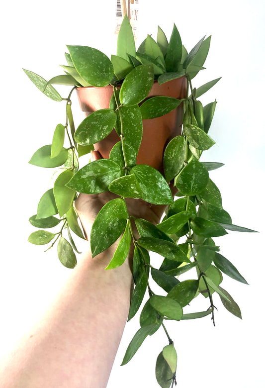 Hoya 'Gracilis' - Wax Flower