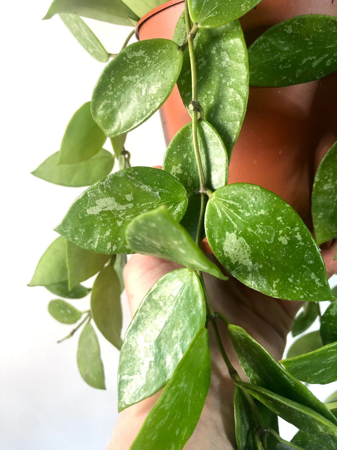 Hoya 'Gracilis' - Wax Flower