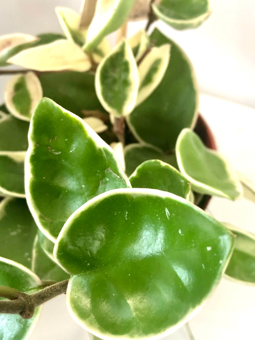 Hoya 'Crimson Queen' - Wax Flower