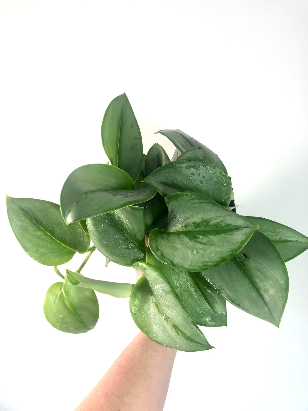 Scindapsus 'treubii' Moonlight