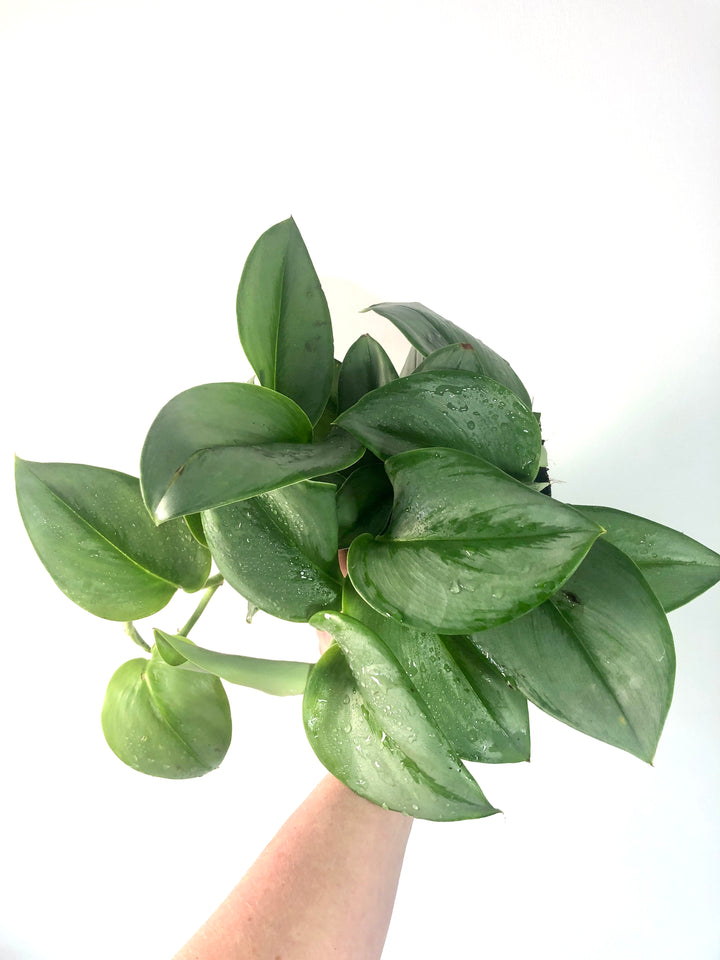 Scindapsus 'treubii' Moonlight