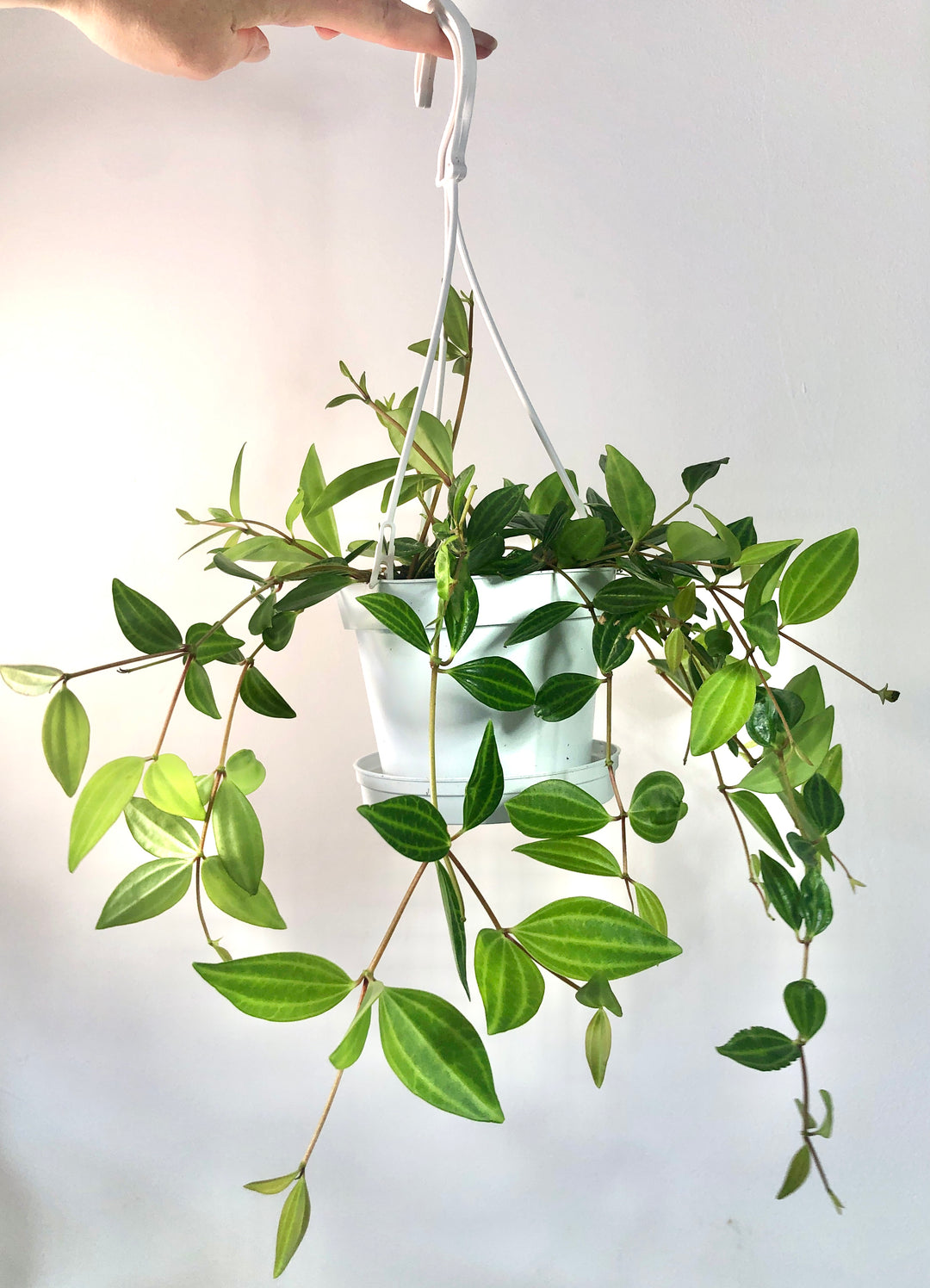 Peperomia Puteolata