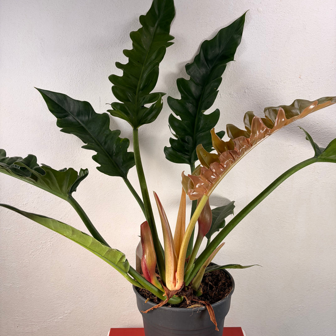 Philodendron 'Narrow Escape'