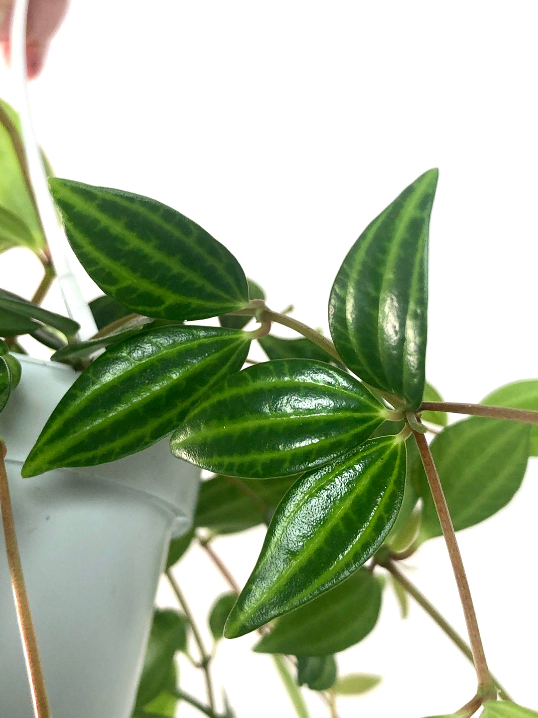 Peperomia Puteolata