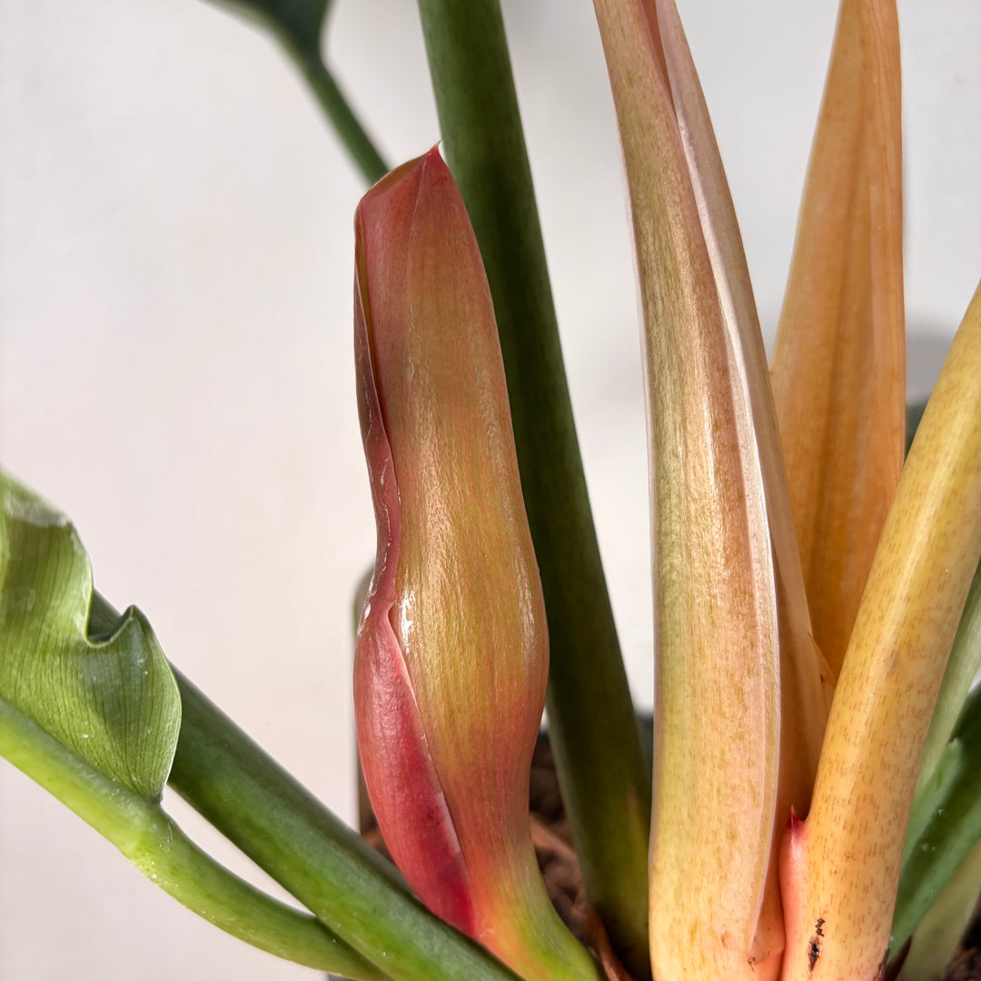 Philodendron 'Narrow Escape'