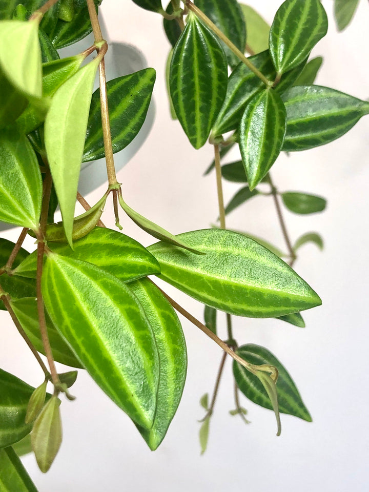Peperomia Puteolata
