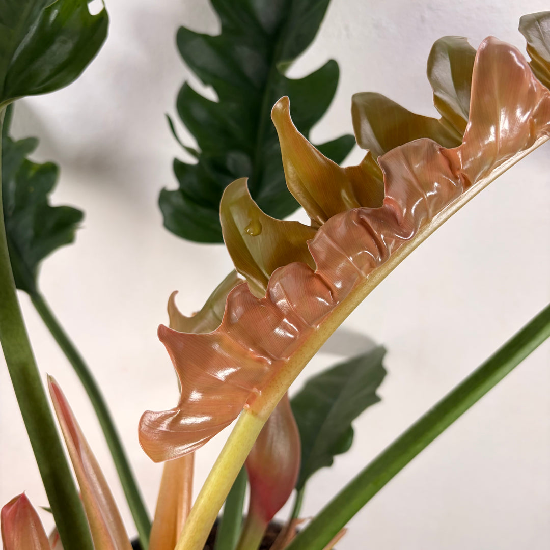 Philodendron 'Narrow Escape'