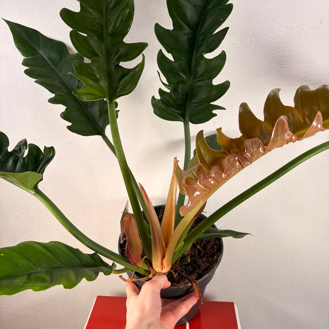 Philodendron 'Narrow Escape'
