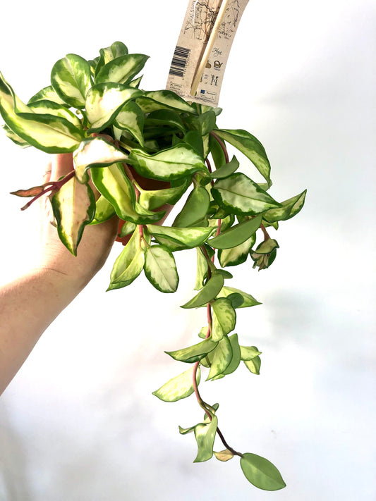Hoya Carnosa Tricolor - Wax Plant