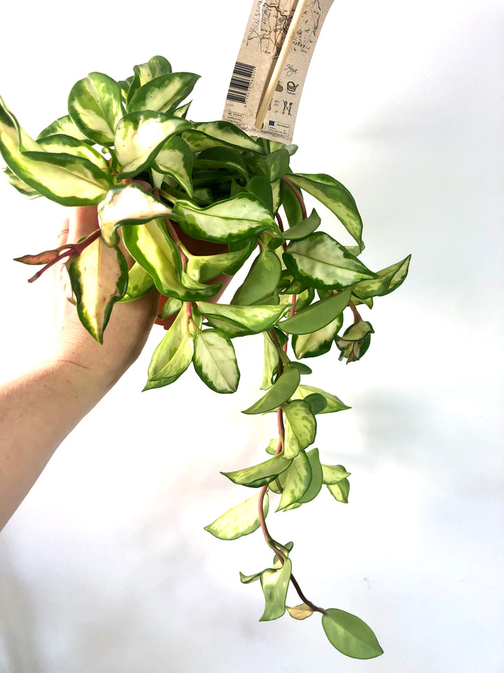 Hoya Carnosa Tricolor - Wax Plant