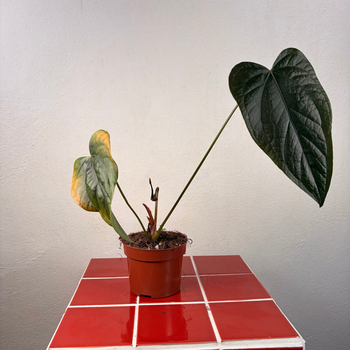 RESCUE Anthurium Queen Of Hearts