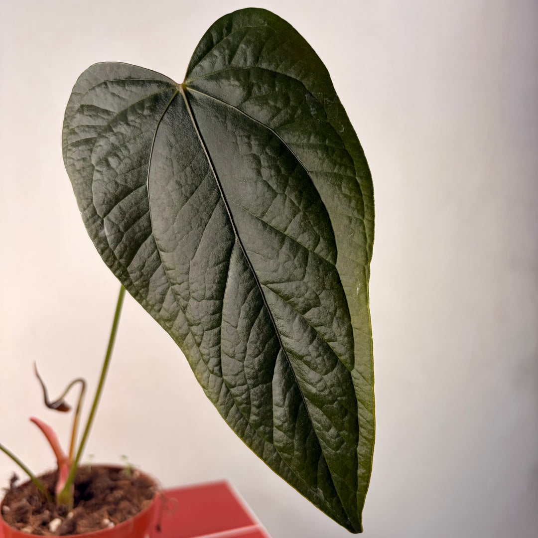 RESCUE Anthurium Queen Of Hearts