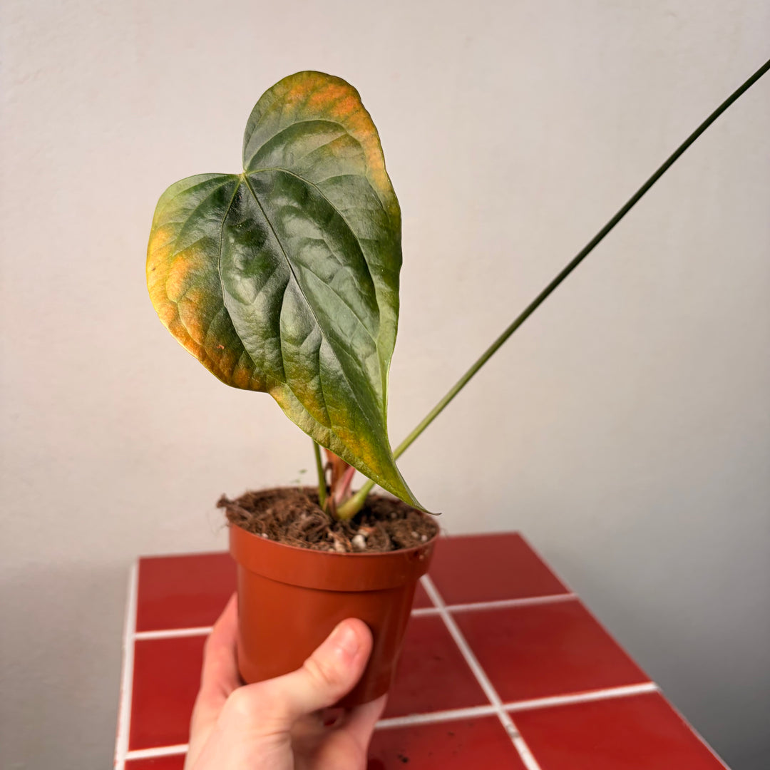 RESCUE Anthurium Queen Of Hearts