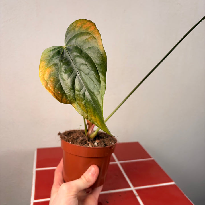 RESCUE Anthurium Queen Of Hearts