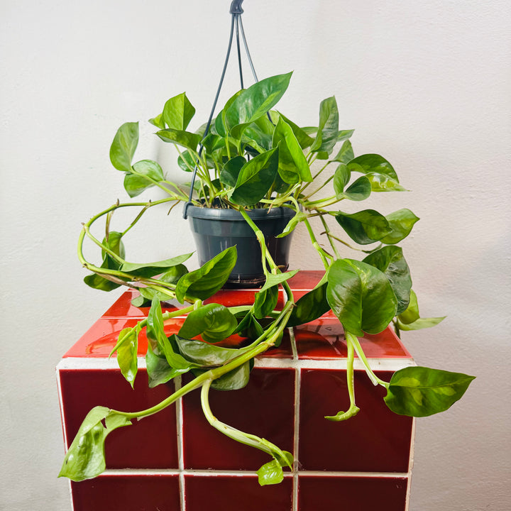 Epipremnum Global Green - Global Green Pothos