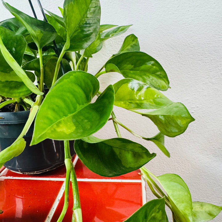 Epipremnum Global Green - Global Green Pothos