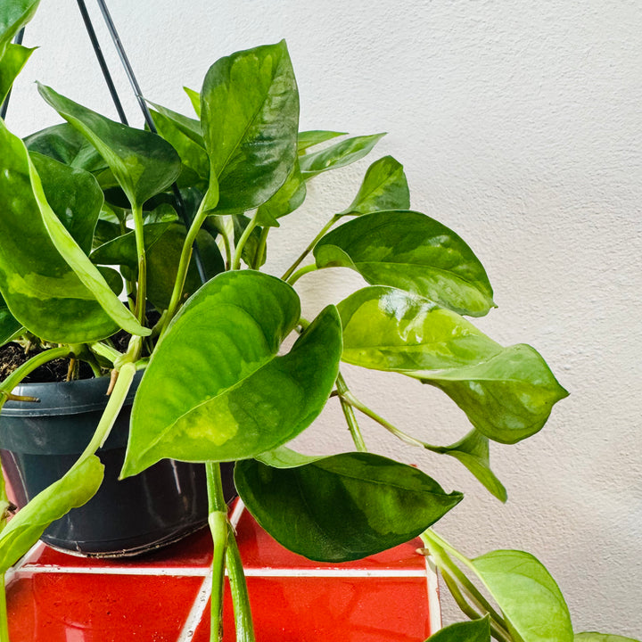 Epipremnum Global Green - Global Green Pothos