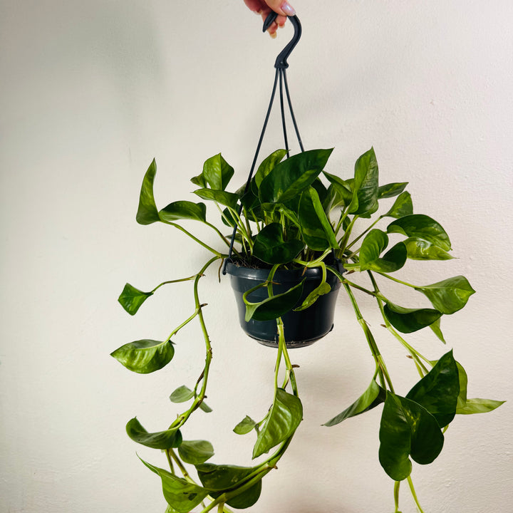 Epipremnum Global Green - Global Green Pothos